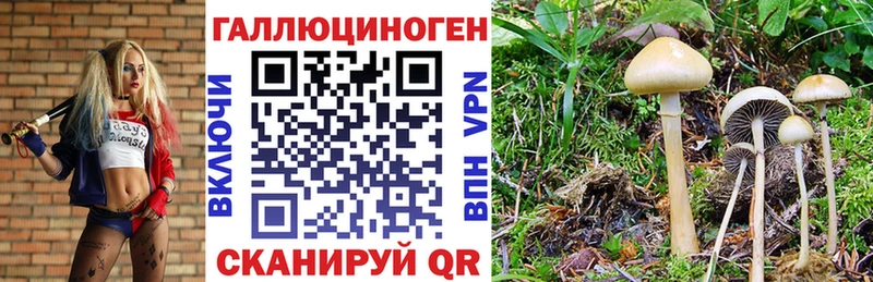 Псилоцибиновые грибы Psilocybe Дальнегорск